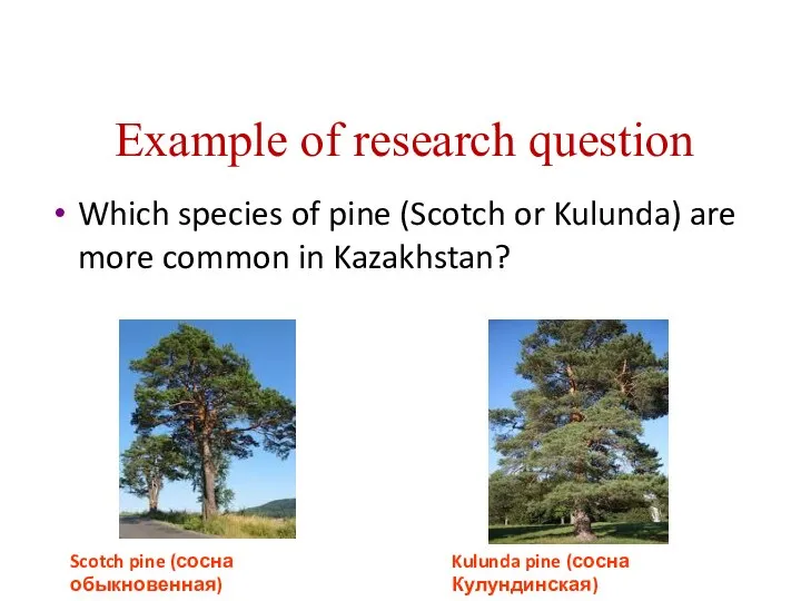 Example of research question Which species of pine (Scotch or Kulunda)