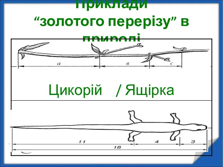 Приклади “золотого перерізу” в природі