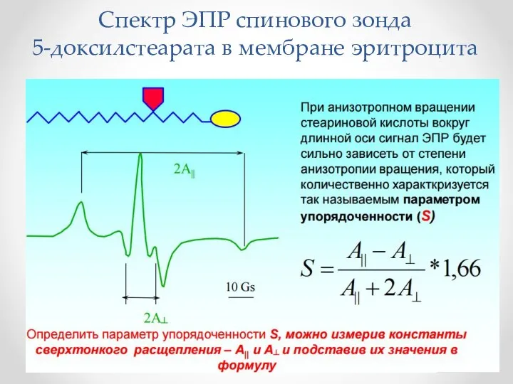 Спектр ЭПР спинового зонда 5-доксилстеарата в мембране эритроцита