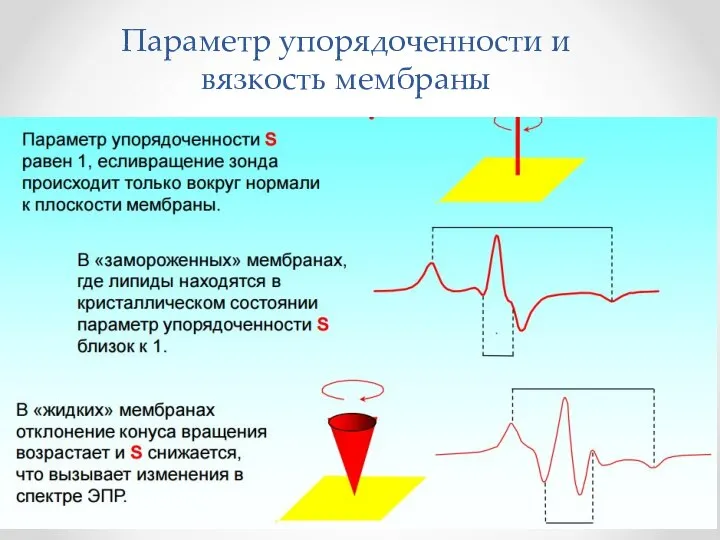 Параметр упорядоченности и вязкость мембраны