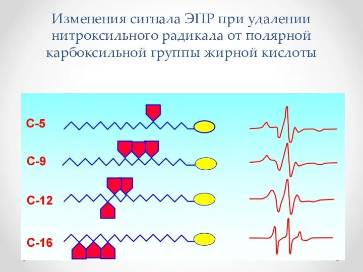 Изменения сигнала ЭПР при удалении нитроксильного радикала от полярной карбоксильной группы жирной кислоты