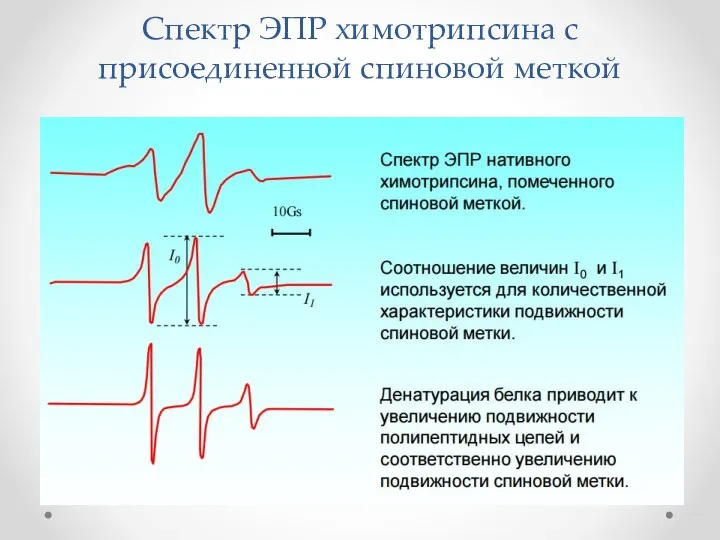 Спектр ЭПР химотрипсина с присоединенной спиновой меткой