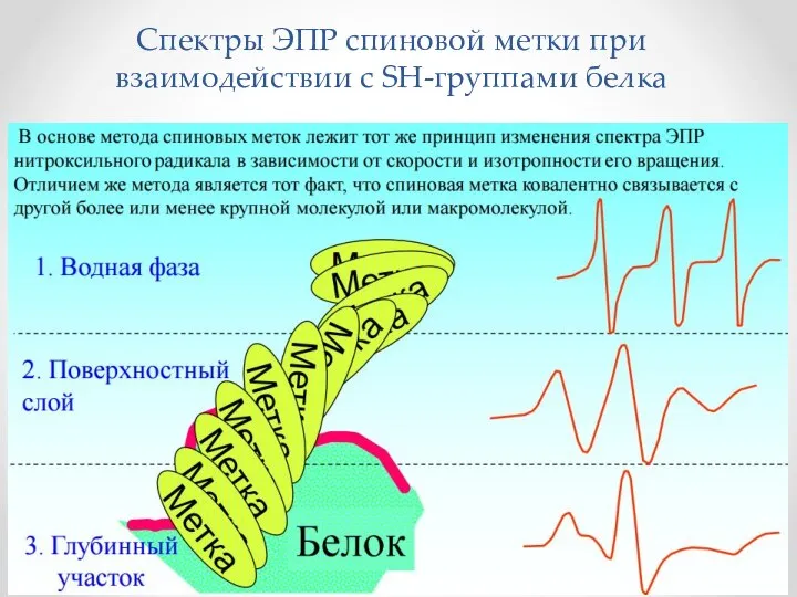 Спектры ЭПР спиновой метки при взаимодействии с SH-группами белка