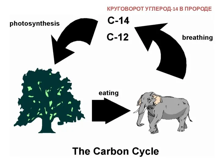 КРУГОВОРОТ УГЛЕРОД-14 В ПРОРОДЕ