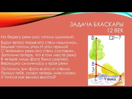 ЗАДАЧА БХАСКАРЫ 12 ВЕК На берегу реки рос тополь одинокий. Вдруг