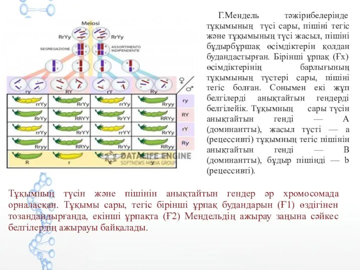 Г.Мендель тәжірибелерінде тұқымының түсі сары, пішіні тегіс және тұқымының түсі жасыл,