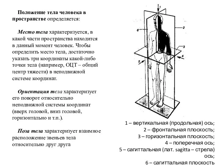 1 – вертикальная (продольная) ось; 2 – фронтальная плоскость; 3 –