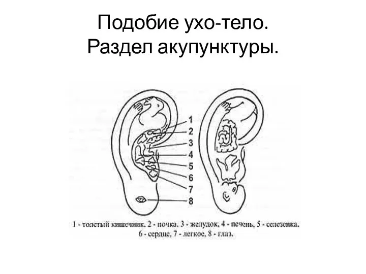 Подобие ухо-тело. Раздел акупунктуры.