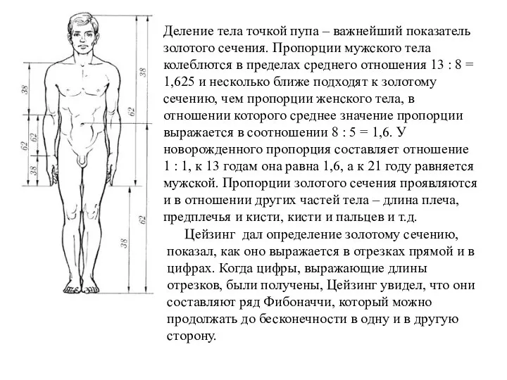 Деление тела точкой пупа – важнейший показатель золотого сечения. Пропорции мужского