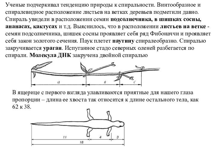 Ученые подчеркивал тенденцию природы к спиральности. Винтообразное и спиралевидное расположение листьев