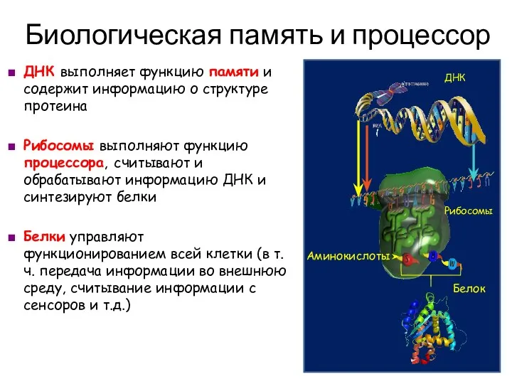 ДНК выполняет функцию памяти и содержит информацию о структуре протеина Рибосомы