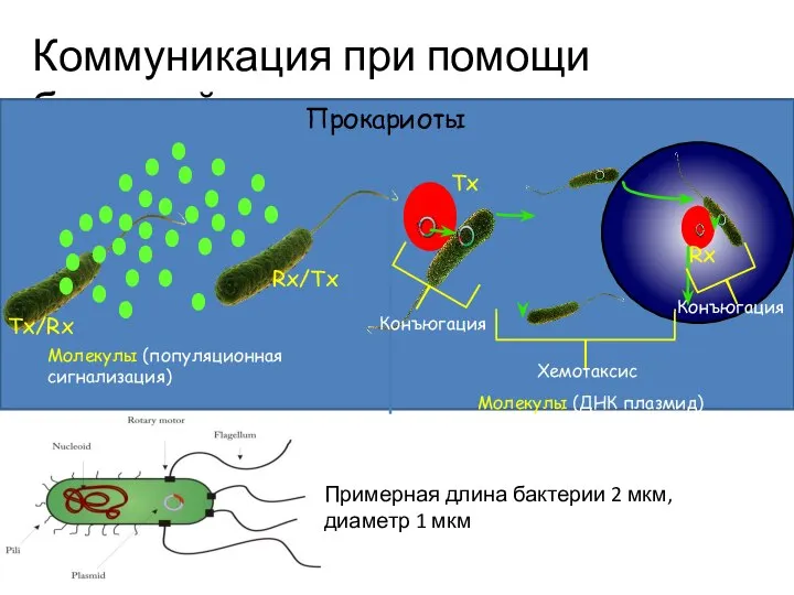 Коммуникация при помощи бактерий Прокариоты Молекулы (популяционная сигнализация) Tx/Rx Rx/Tx Rx