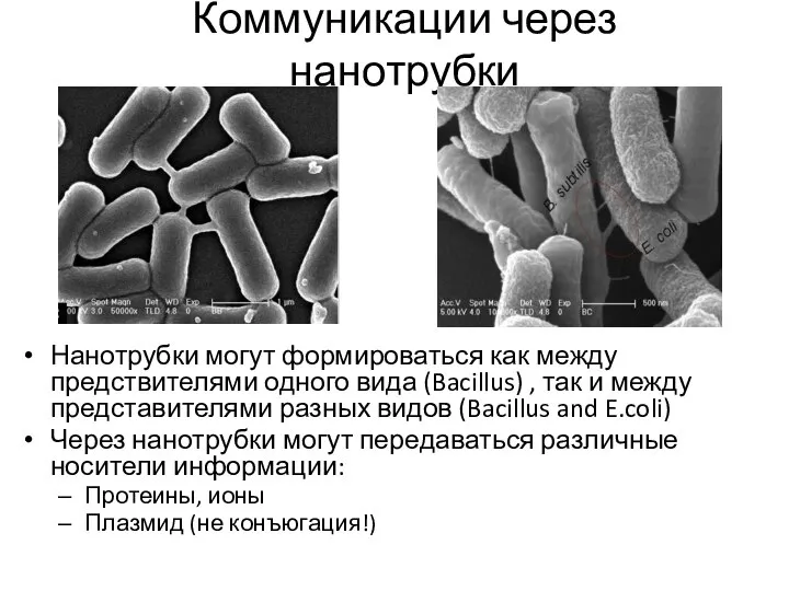 Коммуникации через нанотрубки Нанотрубки могут формироваться как между предствителями одного вида