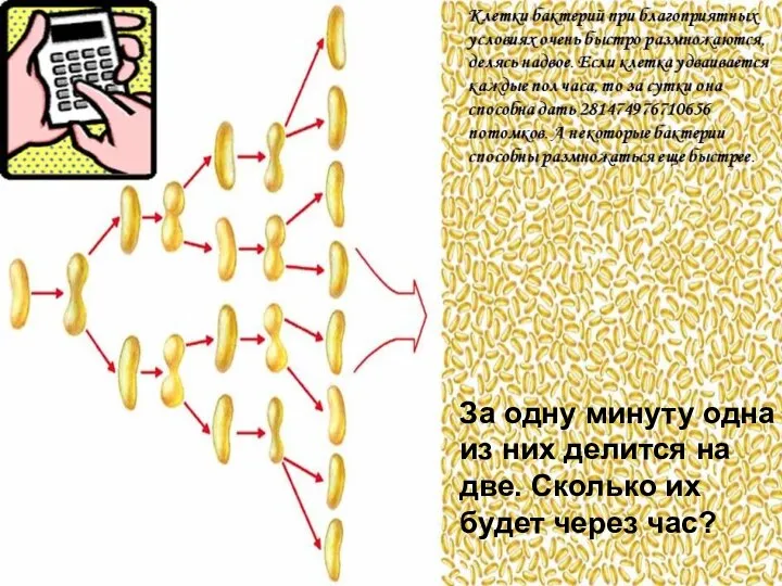 За одну минуту одна из них делится на две. Сколько их будет через час?