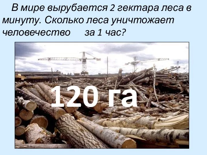 В мире вырубается 2 гектара леса в минуту. Сколько леса уничтожает
