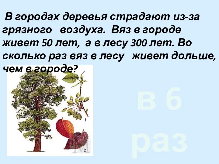 В городах деревья страдают из-за грязного воздуха. Вяз в городе живет