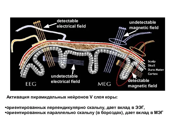 Активация пирамидальных нейронов V слоя коры: ориентированных перпендикулярно скальпу, дает вклад