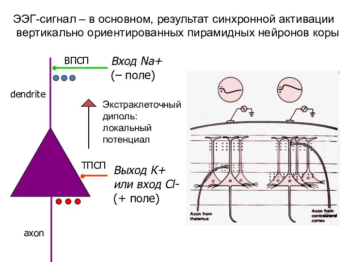 ЭЭГ-сигнал – в основном, результат синхронной активации вертикально ориентированных пирамидных нейронов