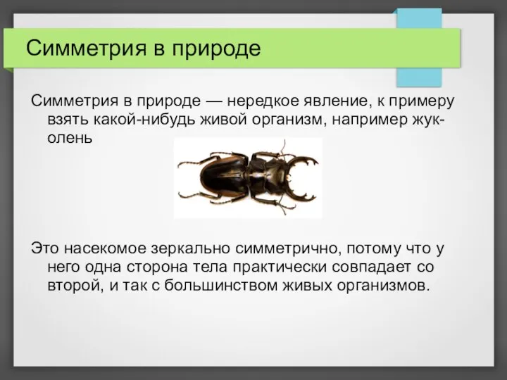 Симметрия в природе Симметрия в природе — нередкое явление, к примеру