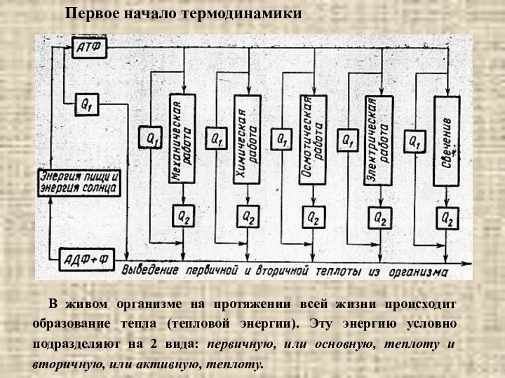 Первое начало термодинамики В живом организме на протяжении всей жизни происходит