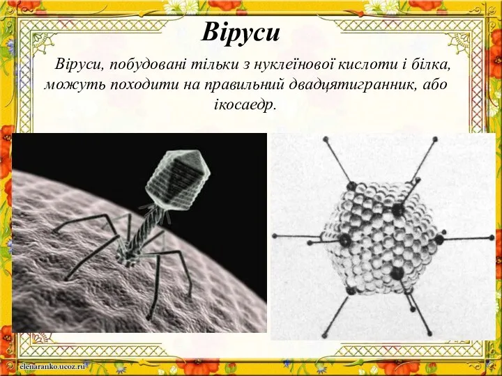 Віруси, побудовані тільки з нуклеїнової кислоти і білка, можуть походити на правильний двадцятигранник, або ікосаедр. Віруси