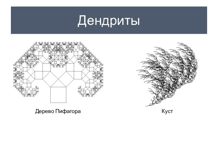 Дендриты Дерево Пифагора Куст