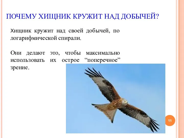 ПОЧЕМУ ХИЩНИК КРУЖИТ НАД ДОБЫЧЕЙ? Хищник кружит над своей добычей, по