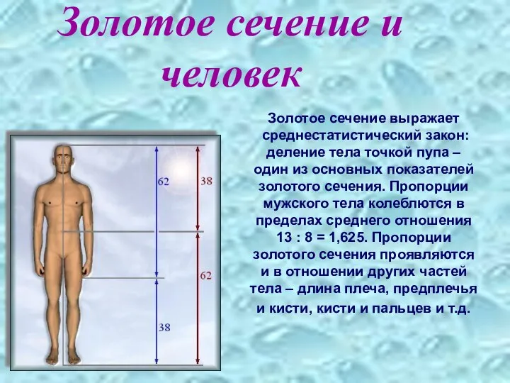 Золотое сечение и человек Золотое сечение выражает среднестатистический закон: деление тела