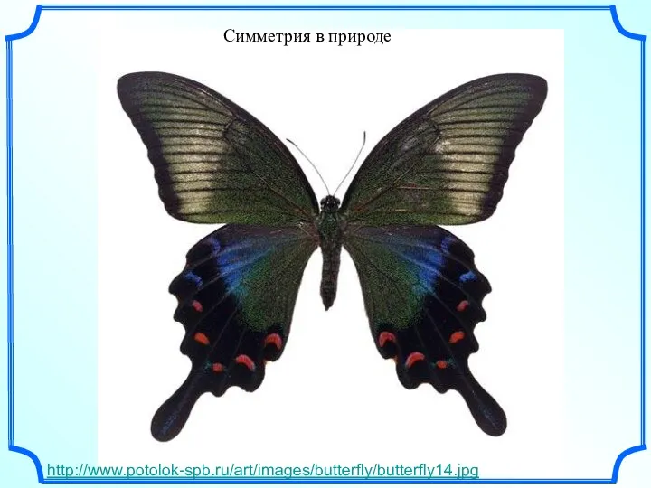 Симметрия в природе http://www.potolok-spb.ru/art/images/butterfly/butterfly14.jpg