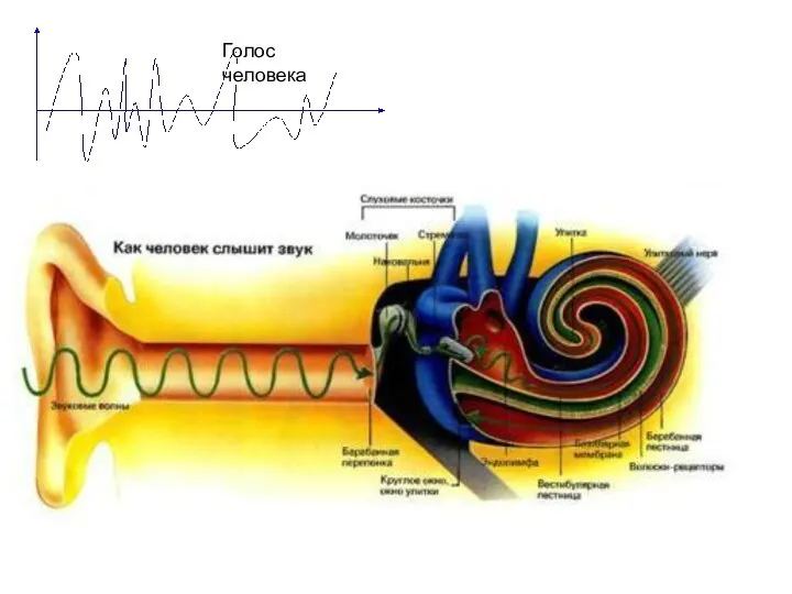 Голос человека