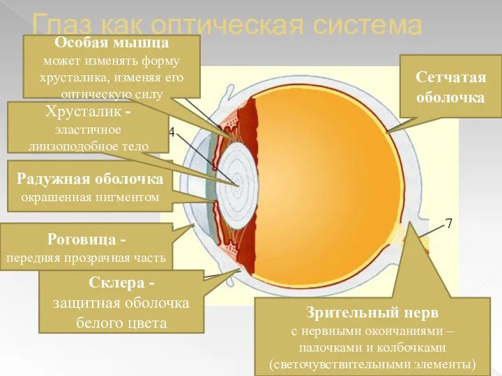 Глаз как оптическая система Склера - защитная оболочка белого цвета Роговица