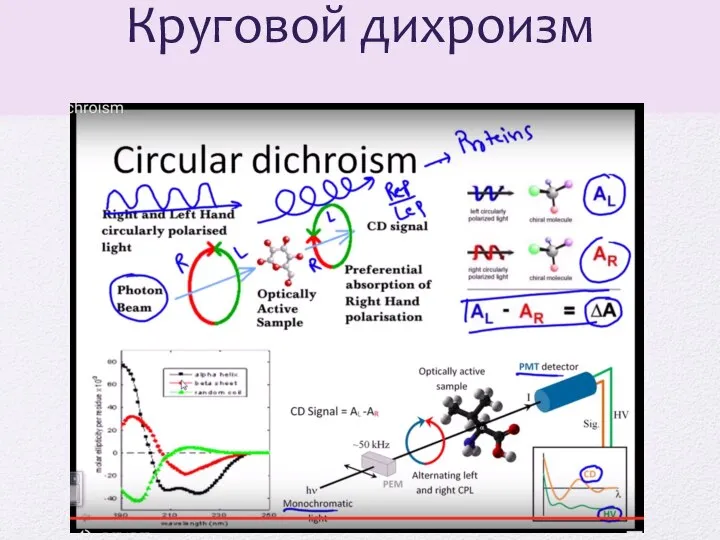 Круговой дихроизм