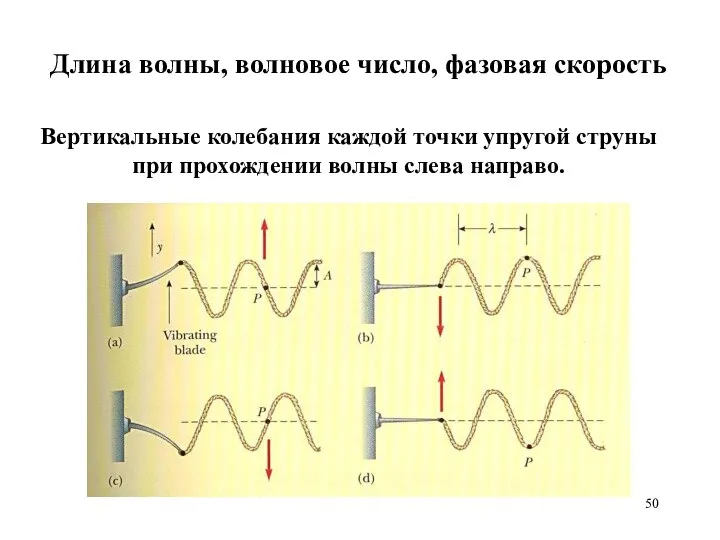 Вертикальные колебания каждой точки упругой струны при прохождении волны слева направо.