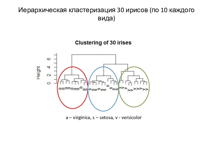 Иерархическая кластеризация 30 ирисов (по 10 каждого вида) a – virginica,