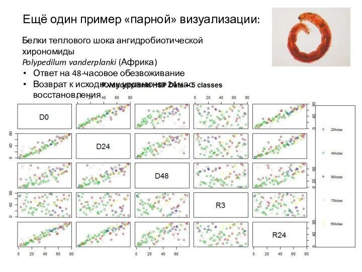 Ещё один пример «парной» визуализации: Белки теплового шока ангидробиотической хирономиды Polypedilum