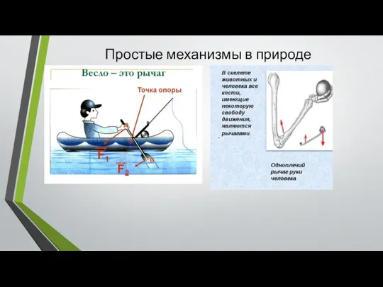 Простые механизмы в природе