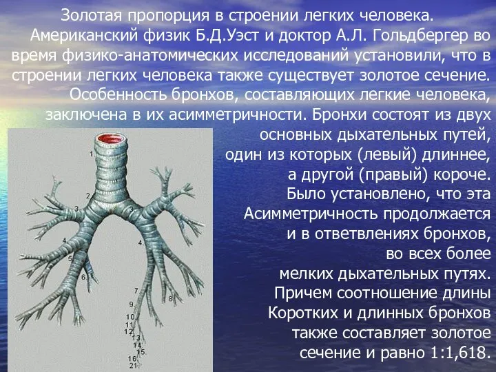 Золотая пропорция в строении легких человека. Американский физик Б.Д.Уэст и доктор