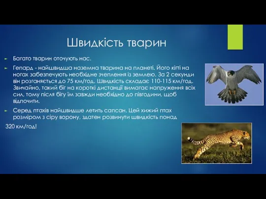 Швидкість тварин Багато тварин оточують нас. Гепард - найшвидша наземна тварина