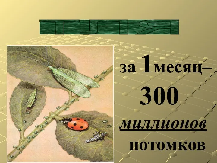 тля за 1месяц– 300 миллионов потомков