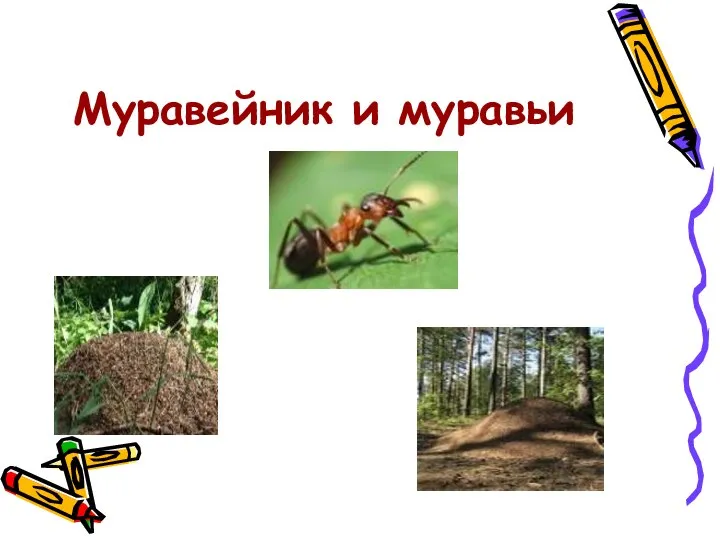 Муравейник и муравьи