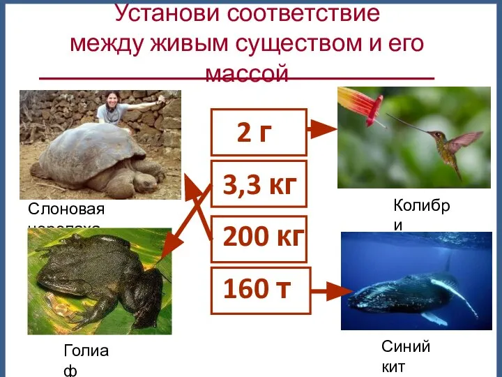 2 г 3,3 кг 200 кг 160 т Установи соответствие между