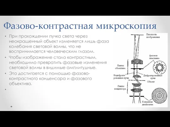 Фазово-контрастная микроскопия При прохождении пучка света через неокрашенный объект изменяется лишь