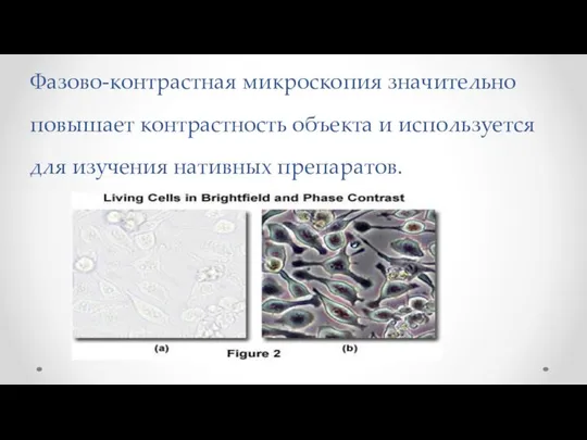 Фазово-контрастная микроскопия значительно повышает контрастность объекта и используется для изучения нативных препаратов.