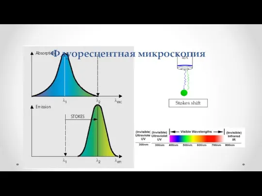 Флуоресцентная микроскопия