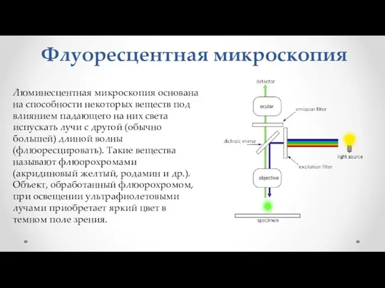 Флуоресцентная микроскопия Люминесцентная микроскопия основана на способности некоторых веществ под влиянием