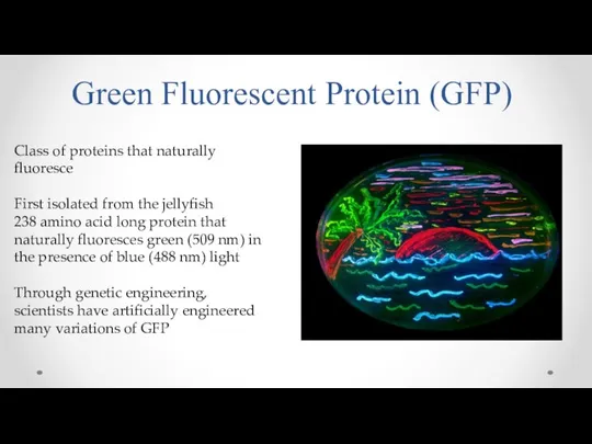 Green Fluorescent Protein (GFP) Class of proteins that naturally fluoresce First