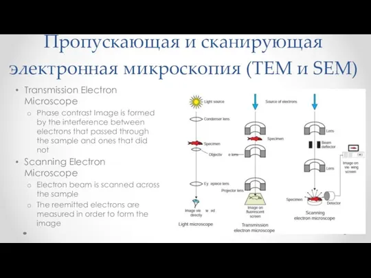 Пропускающая и сканирующая электронная микроскопия (TEM и SEM) Transmission Electron Microscope