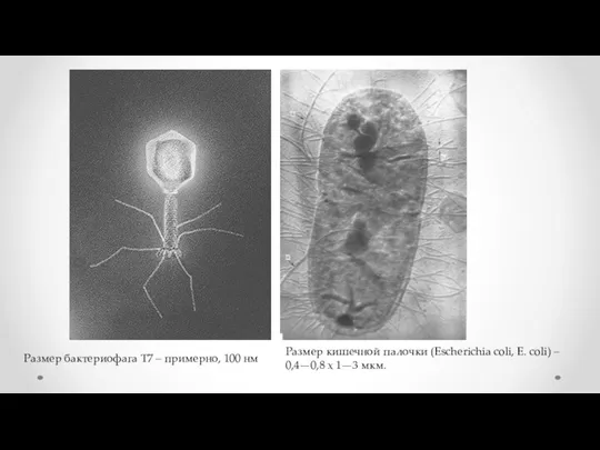 Размер бактериофага Т7 – примерно, 100 нм Размер кишечной палочки (Escherichia