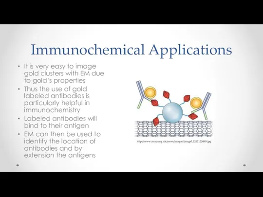 Immunochemical Applications It is very easy to image gold clusters with