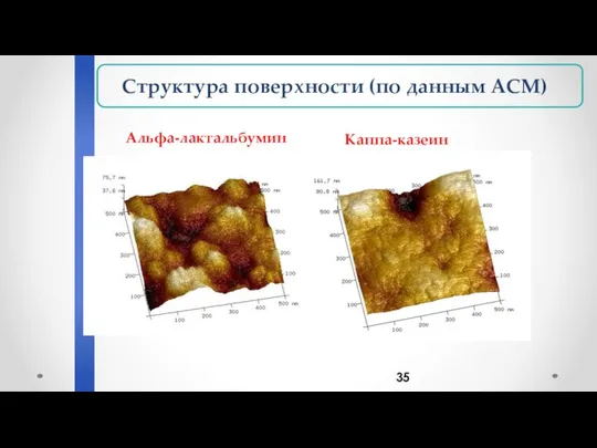 Структура поверхности (по данным АСМ) Альфа-лактальбумин Каппа-казеин